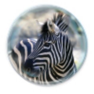 Obrázek z Magnet kulatý 5cm - zebra (12) 